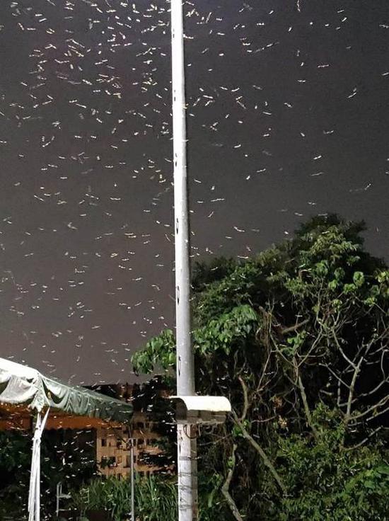 桃园镇天气预报更新通知