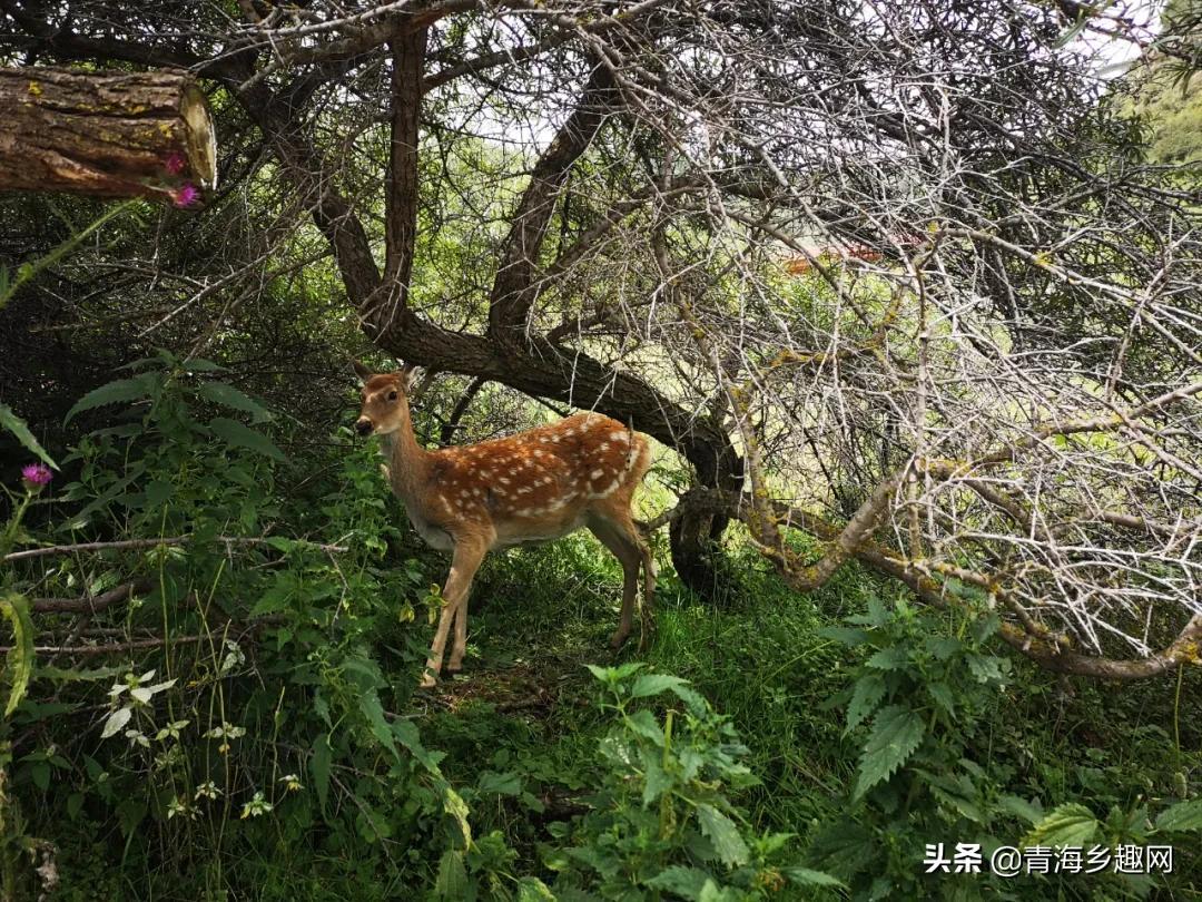 孤单癌症°晚期