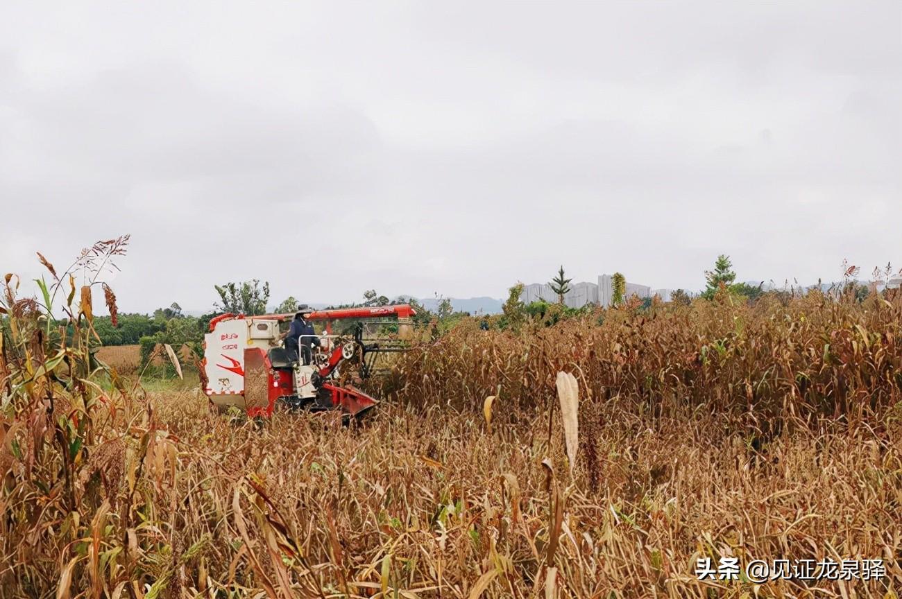 龙泉驿区人社局人事任命揭晓，塑造未来，激发新动能新篇章